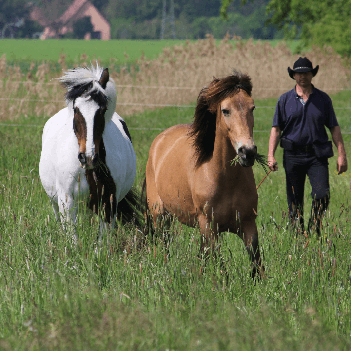 Thunder Horse (10) (1)