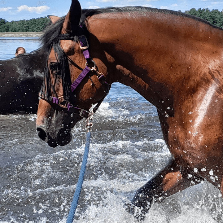 Thunder Horse (8) (1)